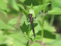 Brush-Tipped Emerald